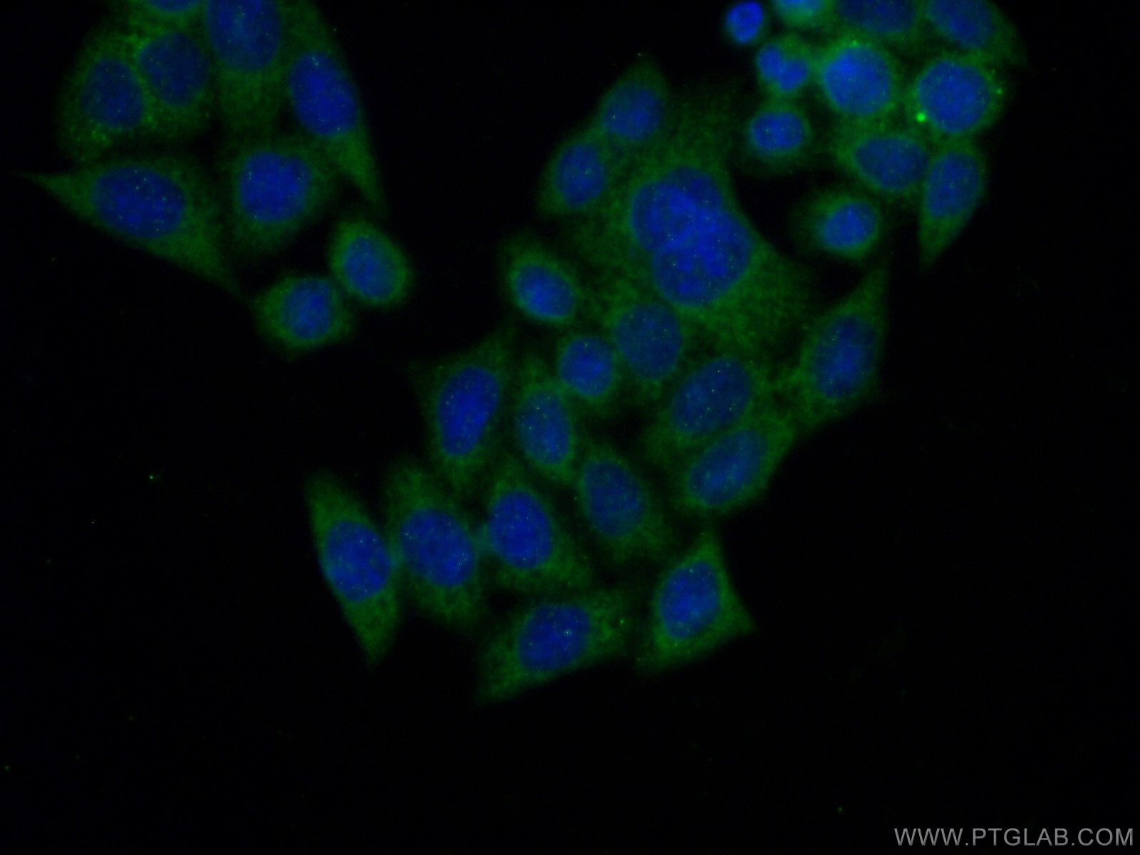 17487-1-AP;HeLa cells