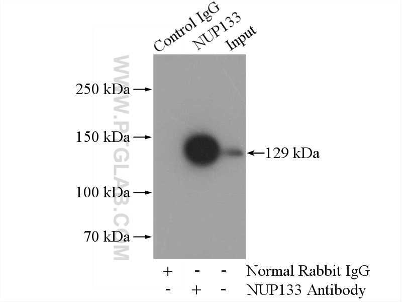 12405-1-AP;HeLa cells