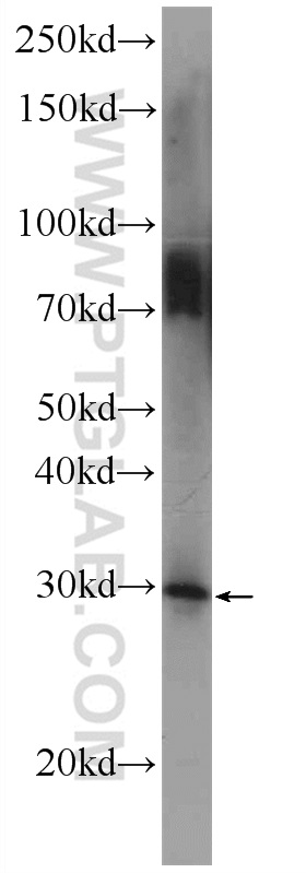 25097-1-AP;rat testis tissue