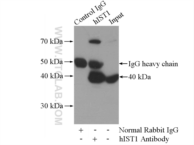 19842-1-AP;mouse liver tissue