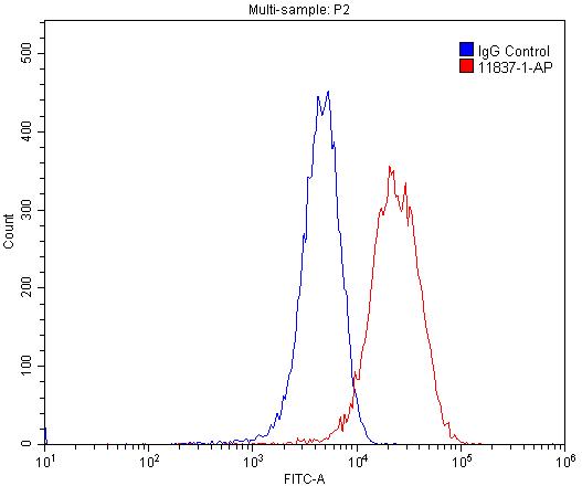 11837-1-AP;HUVEC cells