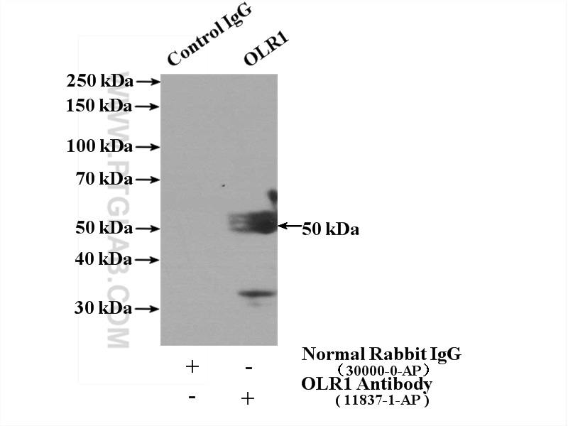 11837-1-AP;L02 cells