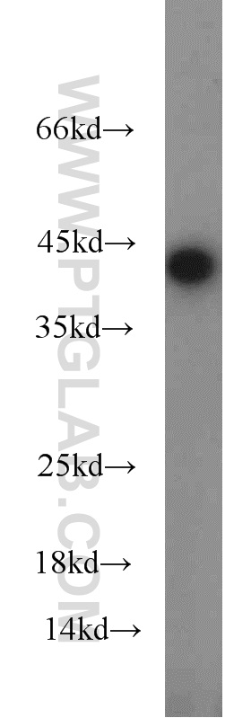 16439-1-AP;mouse liver tissue