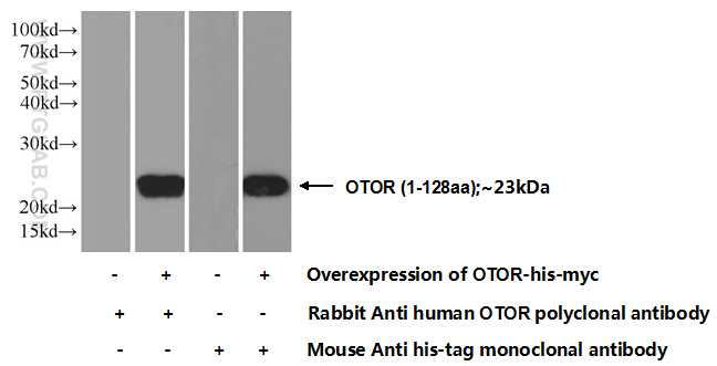 18132-1-AP;Transfected HEK-293 cells