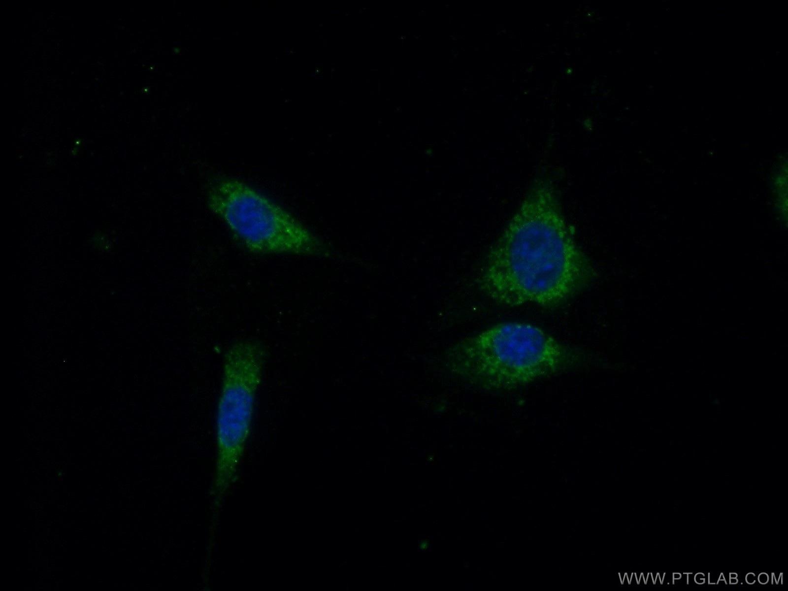 21002-1-AP;NIH/3T3 cells