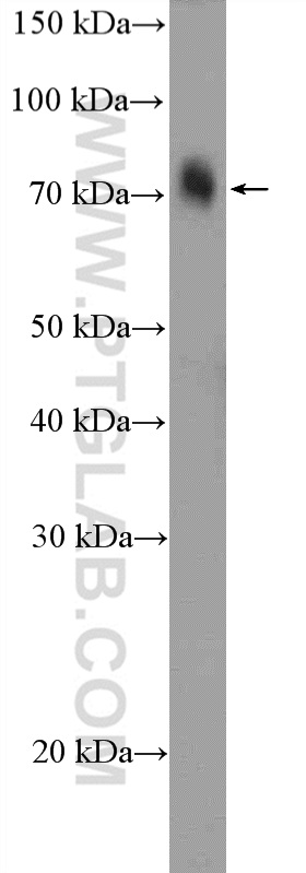 21002-1-AP;NIH/3T3 cells