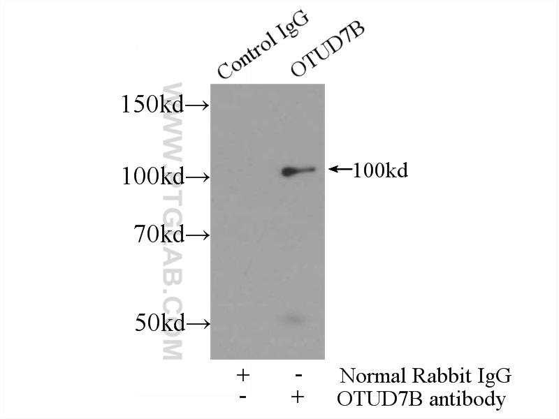 16605-1-AP;Jurkat cells