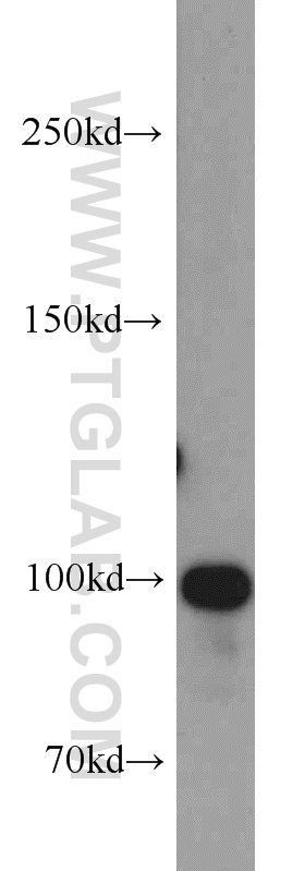 16605-1-AP;Jurkat cells