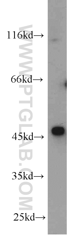 23045-1-AP;Jurkat cell