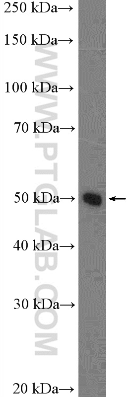 16347-1-AP;HepG2 cells