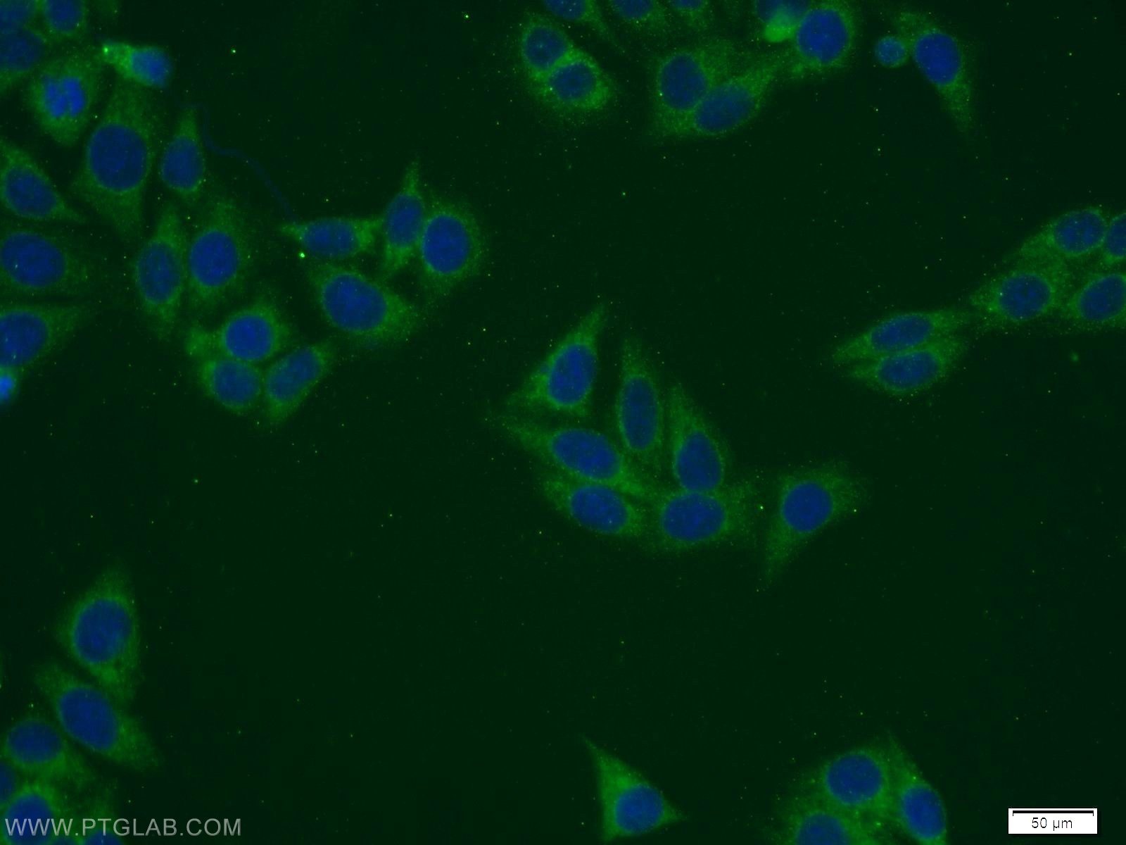 11001-1-AP;HepG2 cells