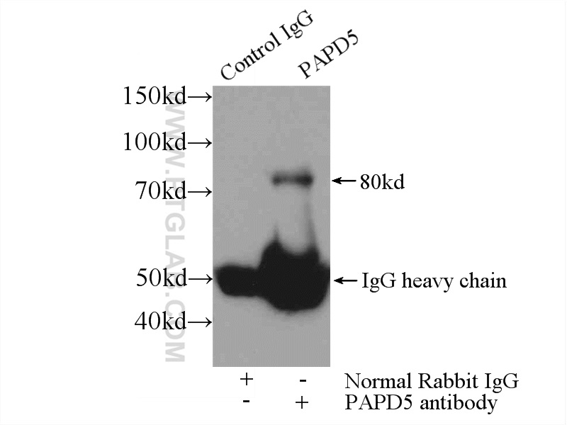 55197-1-AP;Jurkat cells