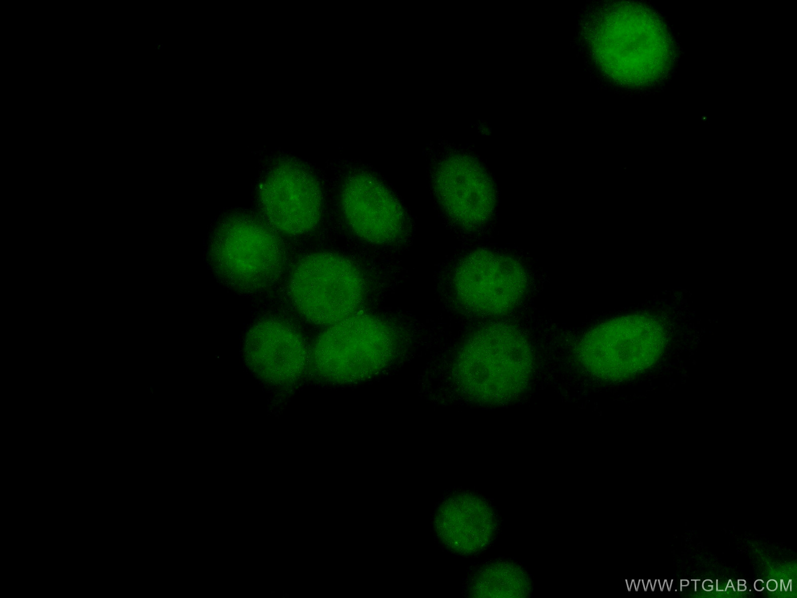 24284-1-AP;HeLa cells