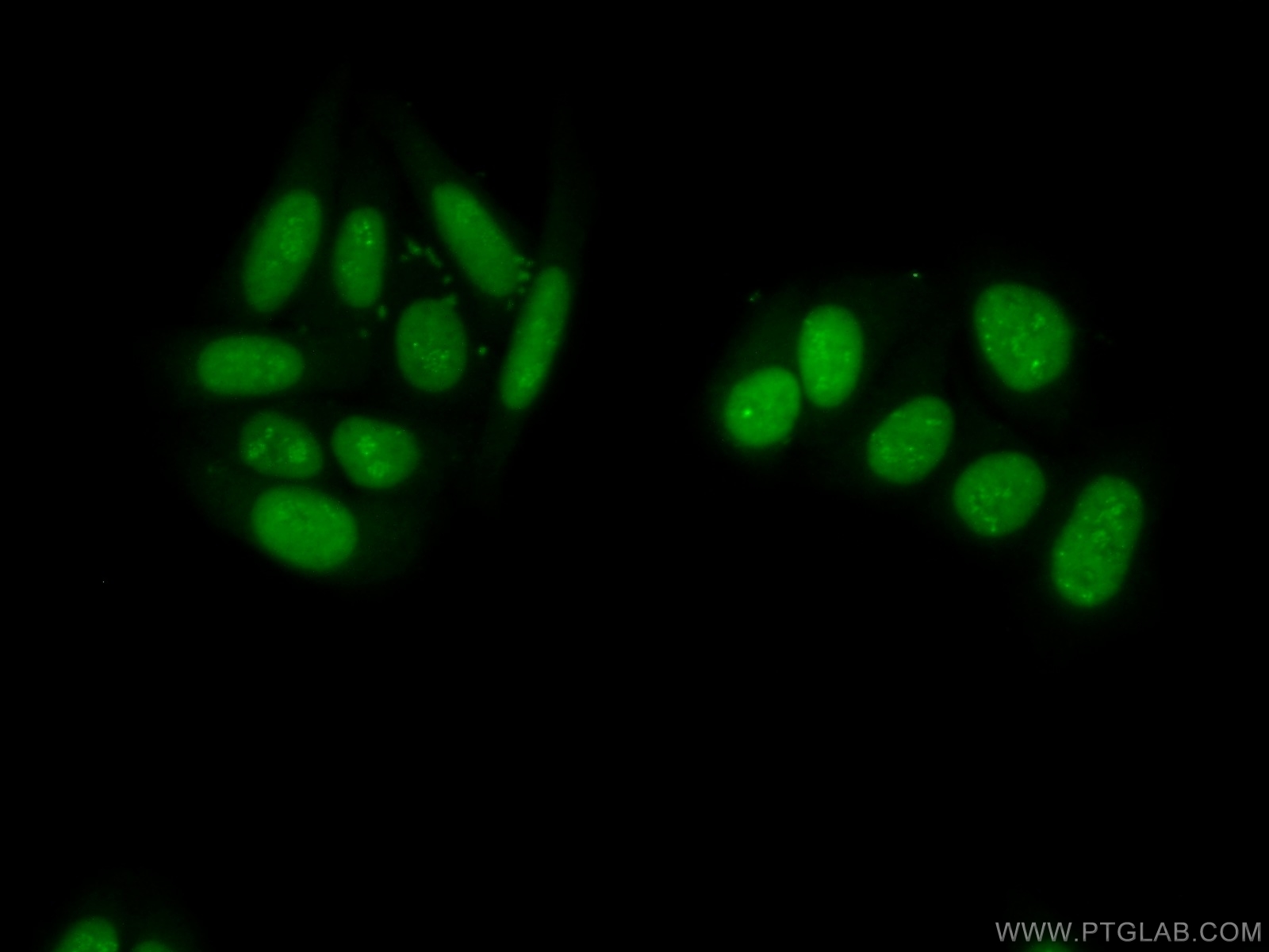 14708-1-AP;HepG2 cells