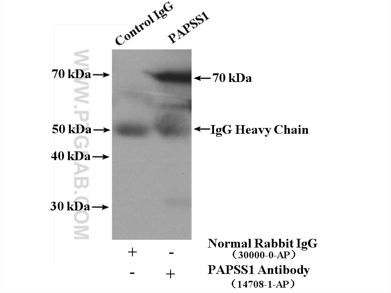 14708-1-AP;HepG2 cells