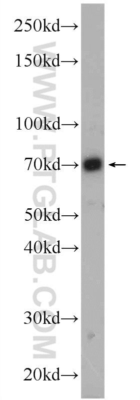 22323-1-AP;HEK-293 cells