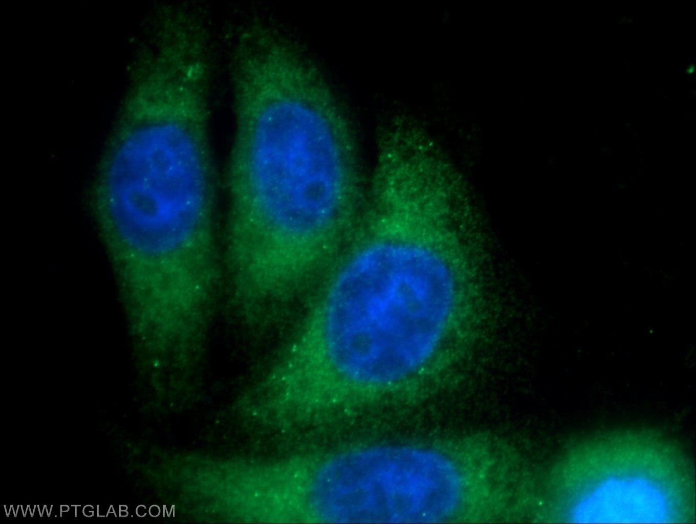 12102-1-AP;HepG2 cells