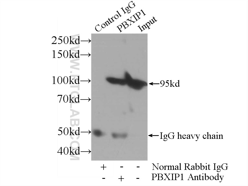 12102-1-AP;HeLa cells