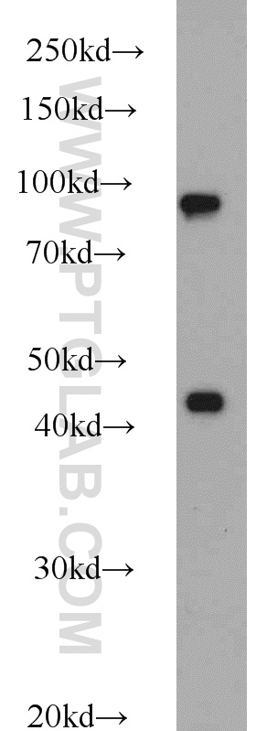 12102-1-AP;HeLa cells