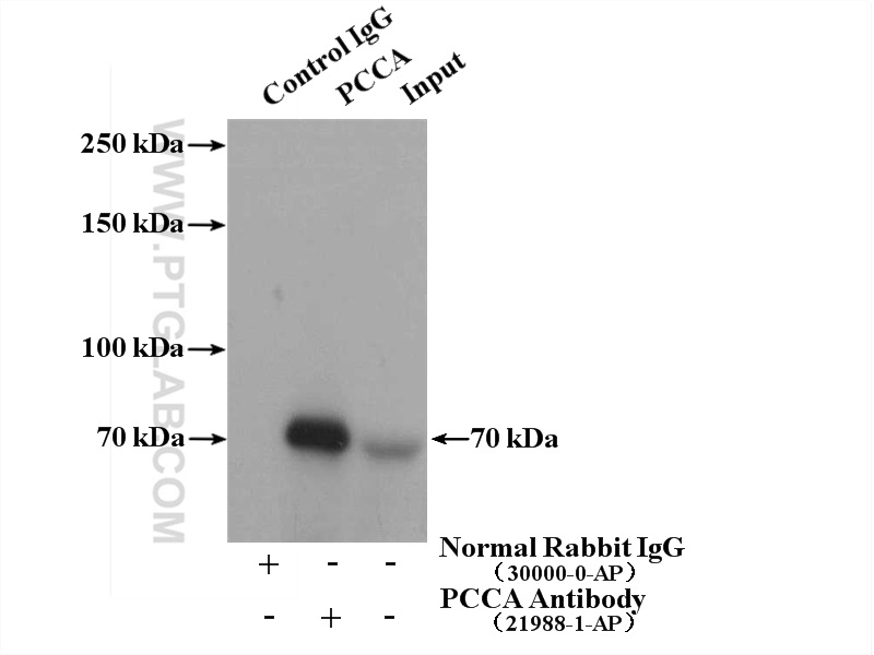 21988-1-AP;L02 cells