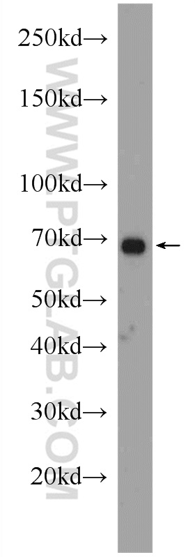 21988-1-AP;L02 cells