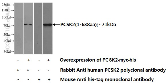 10553-1-AP;Transfected HEK-293 cells