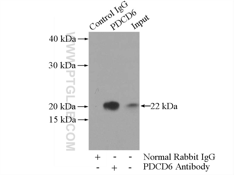 12303-1-AP;HeLa cells