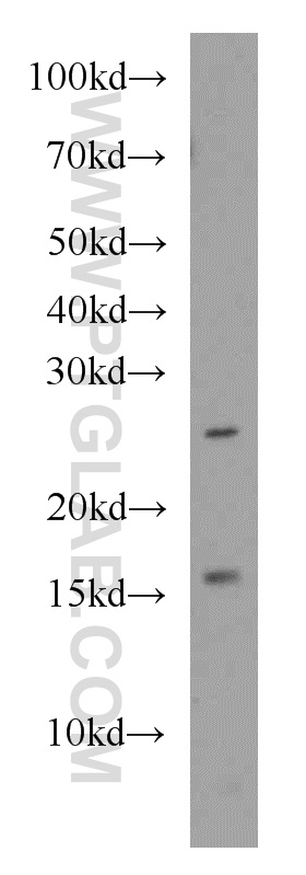 16968-1-AP;Jurkat cells