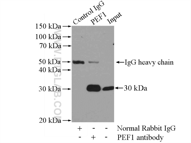 10151-1-AP;HEK-293 cells