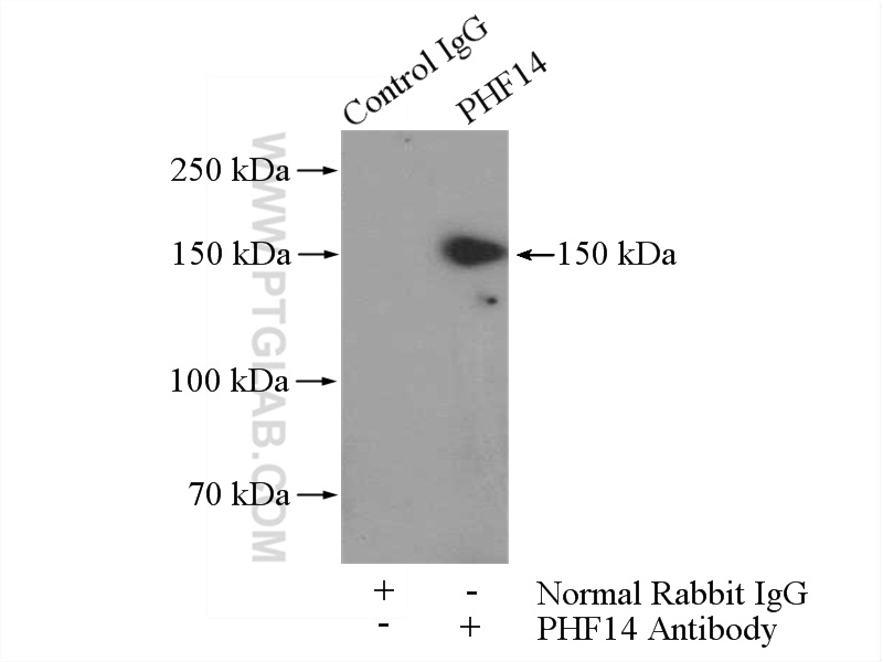 24787-1-AP;HEK-293 cells