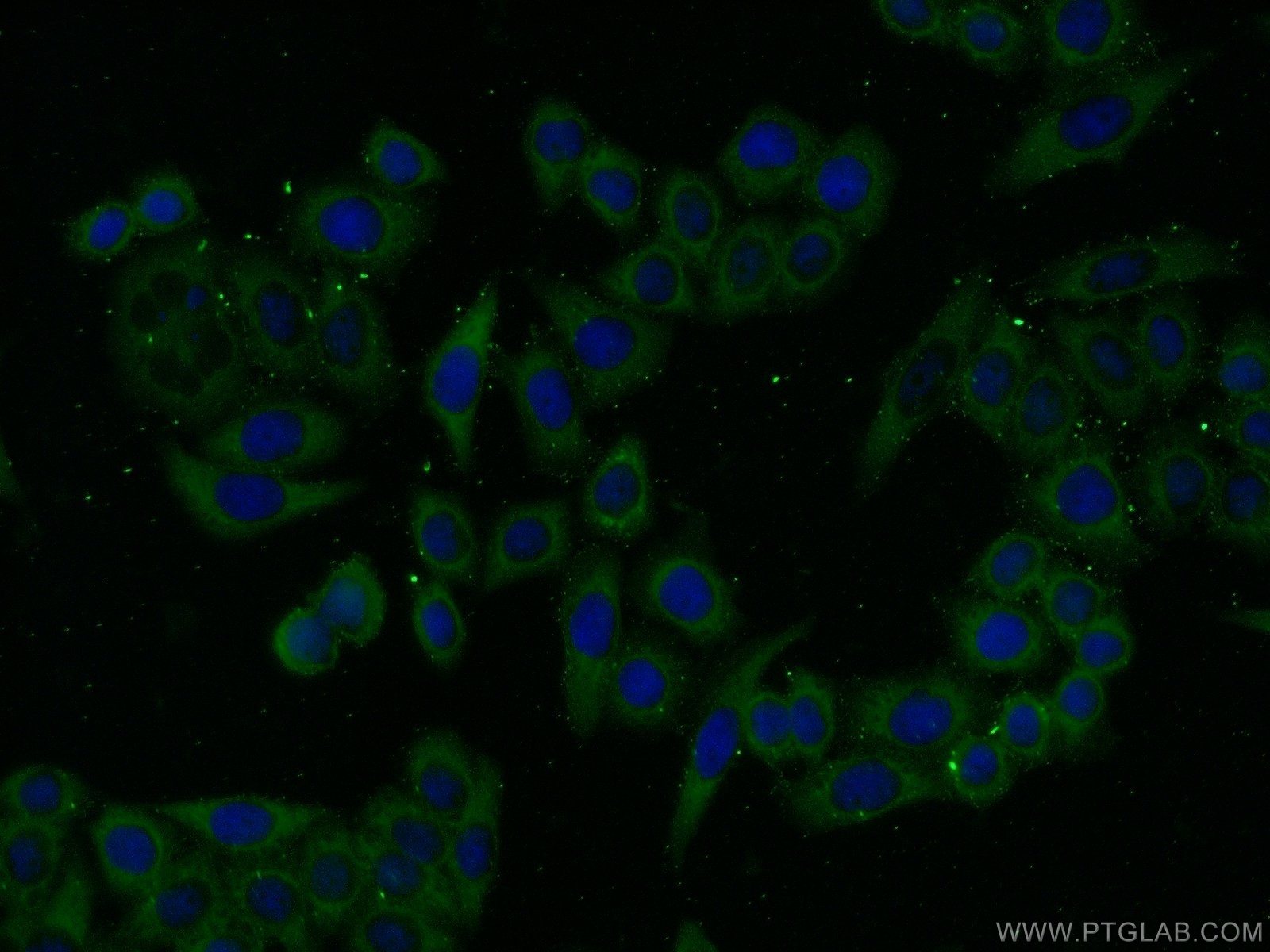 24279-1-AP;HeLa cells