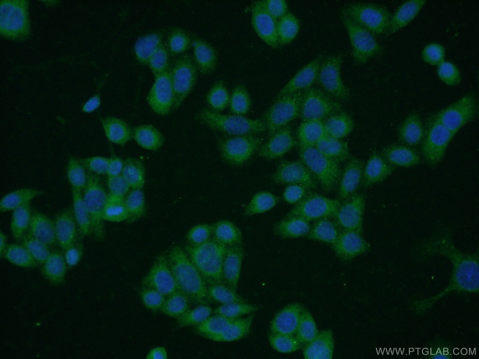 17968-1-AP;HeLa cells