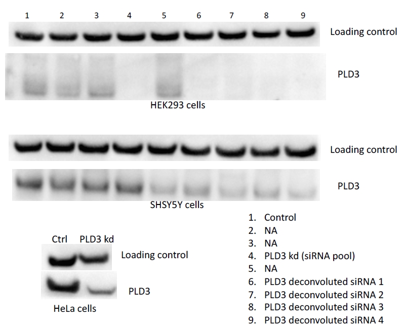 17327-1-AP;HeLa cells