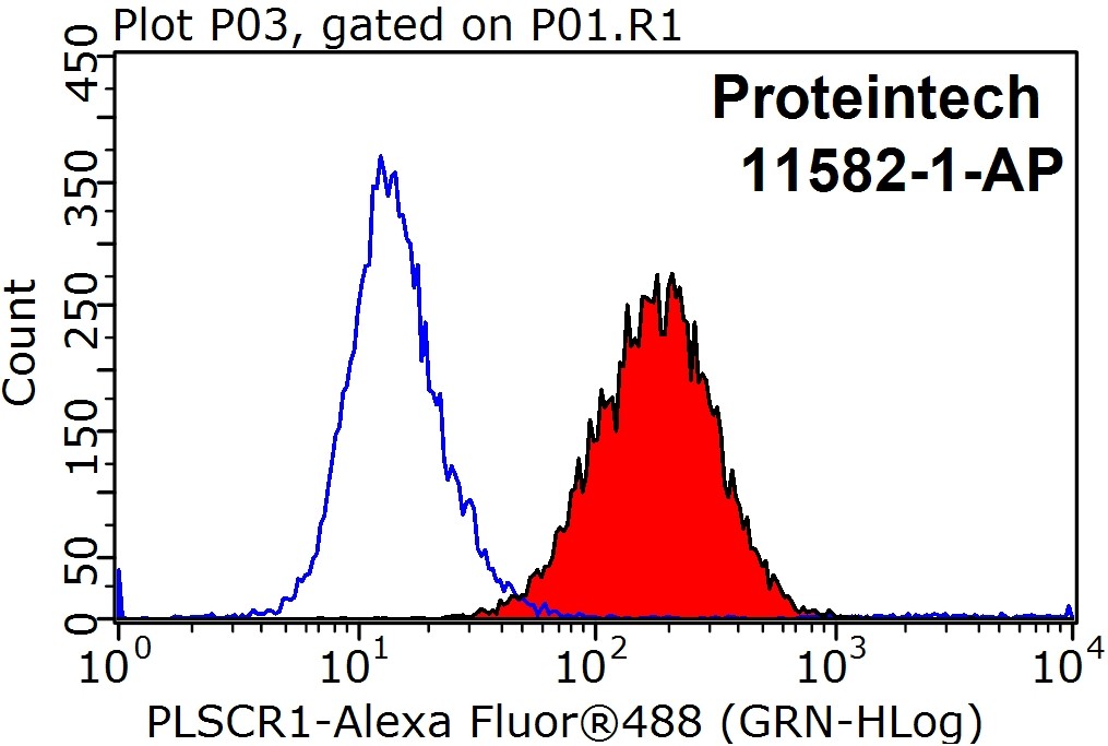 11582-1-AP;HeLa cells