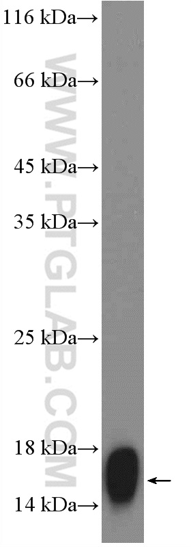 12717-1-AP;pig spinal cord tissue