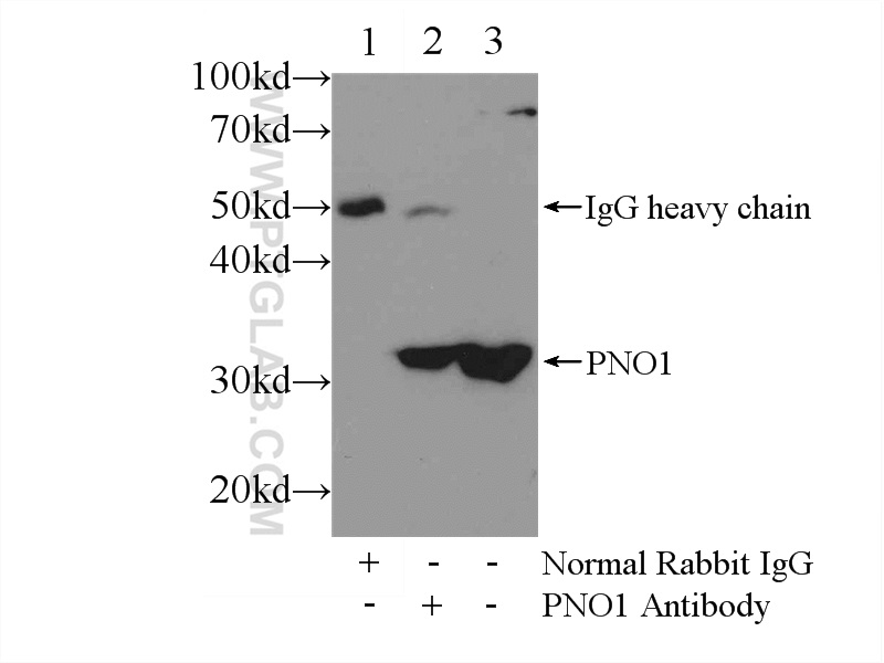 21059-1-AP;L02 cells