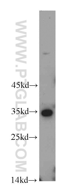 21059-1-AP;L02 cell