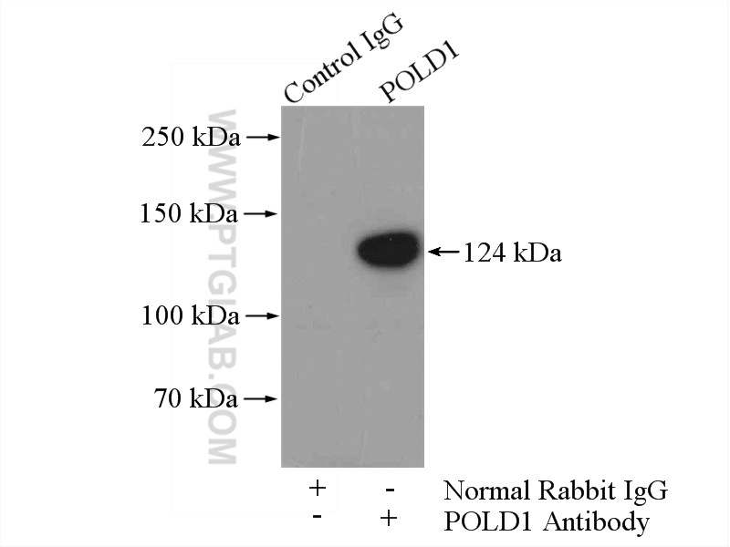 15646-1-AP;HeLa cells