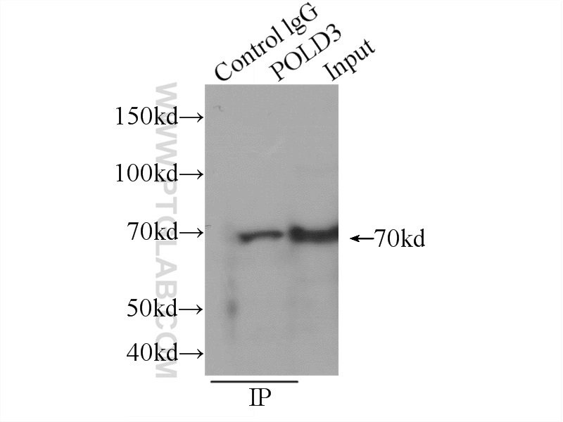 21935-1-AP;MCF-7 cells