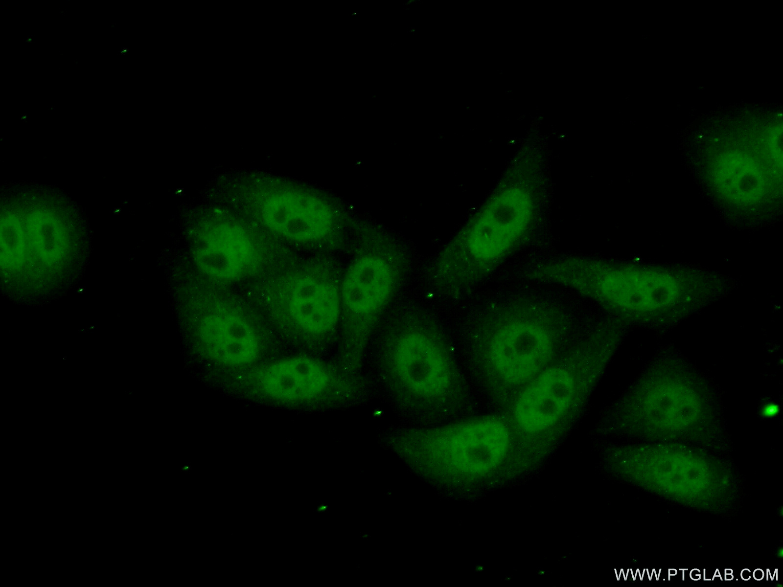 17270-1-AP;HepG2 cells