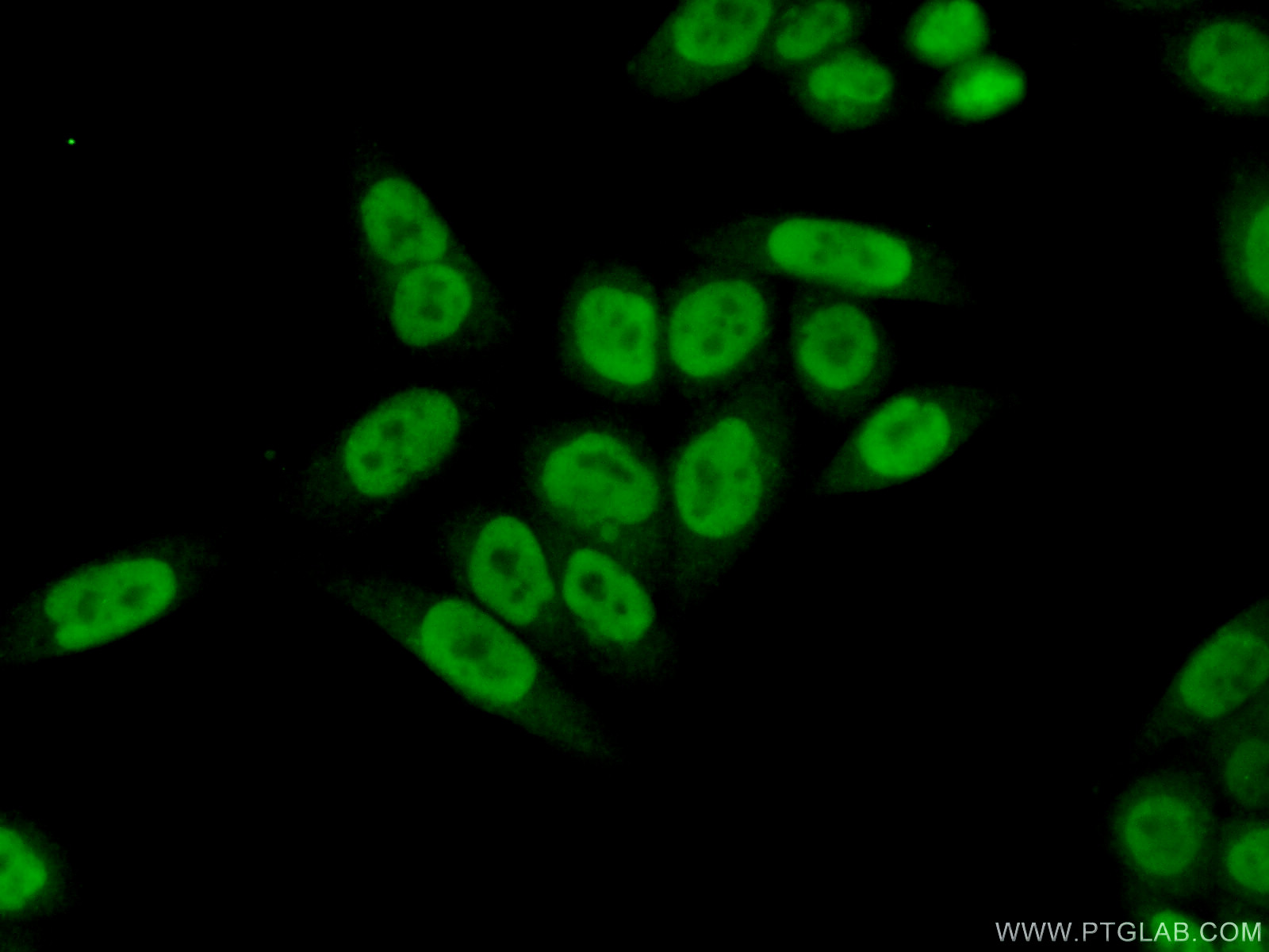 12538-1-AP;HeLa cells