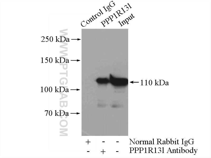 18590-1-AP;PC-3 cells