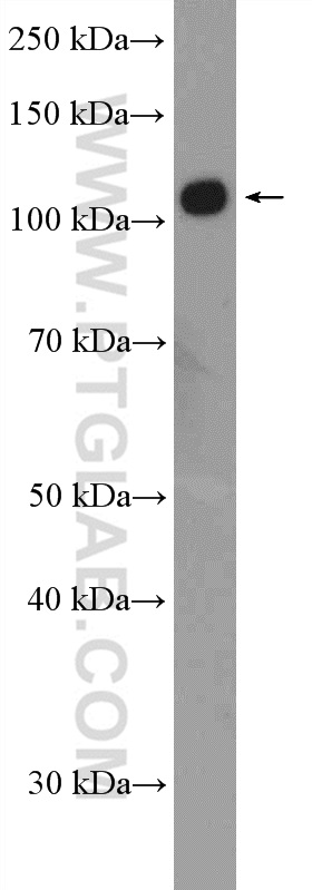 18590-1-AP;NIH/3T3 cells