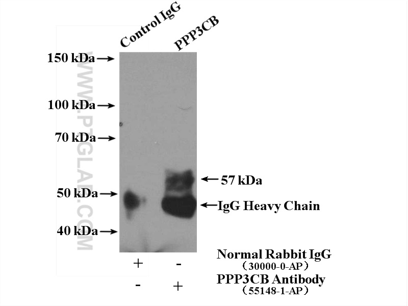 55148-1-AP;mouse brain tissue