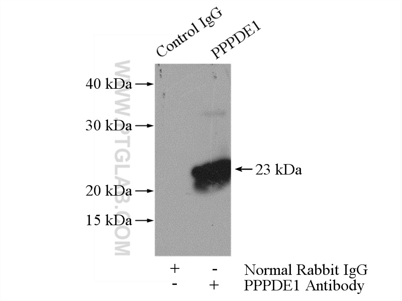 20517-1-AP;A549 cells