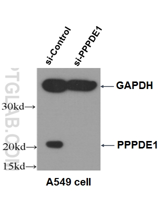 20517-1-AP;A549 cells