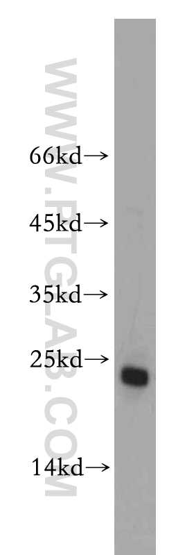 20517-1-AP;HeLa cells