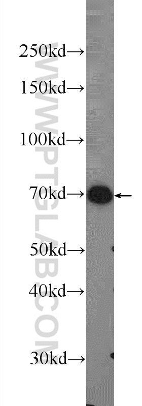 13651-1-AP;U-937 cells