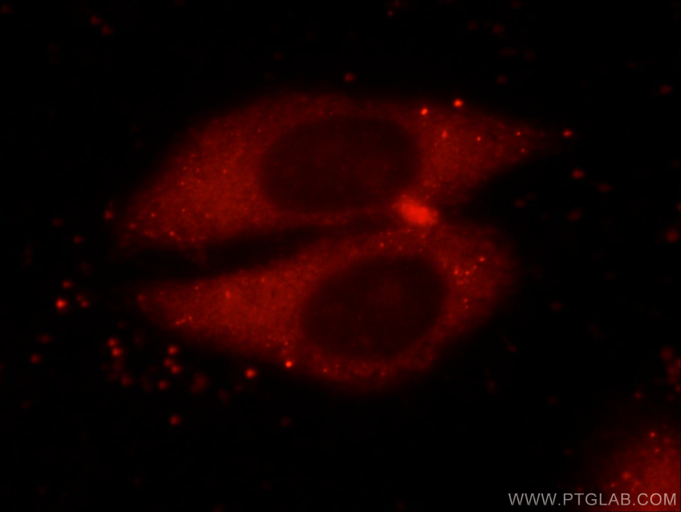 15816-1-AP;HepG2 cells