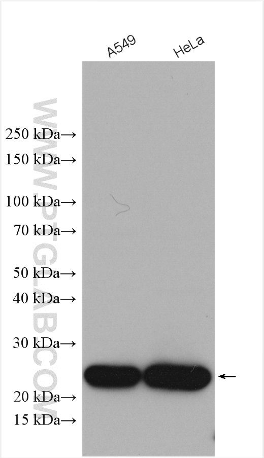 PRDX1 Antibody 15816 1 AP Proteintech